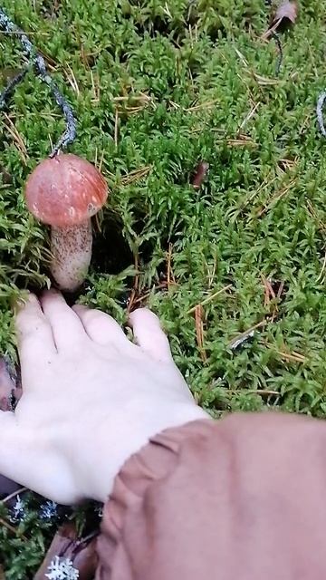 Подосиновики красно-бурые.