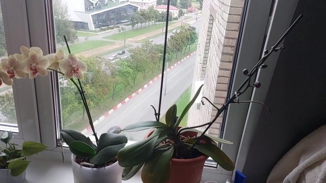 Домашний влог. Иду стажироваться.