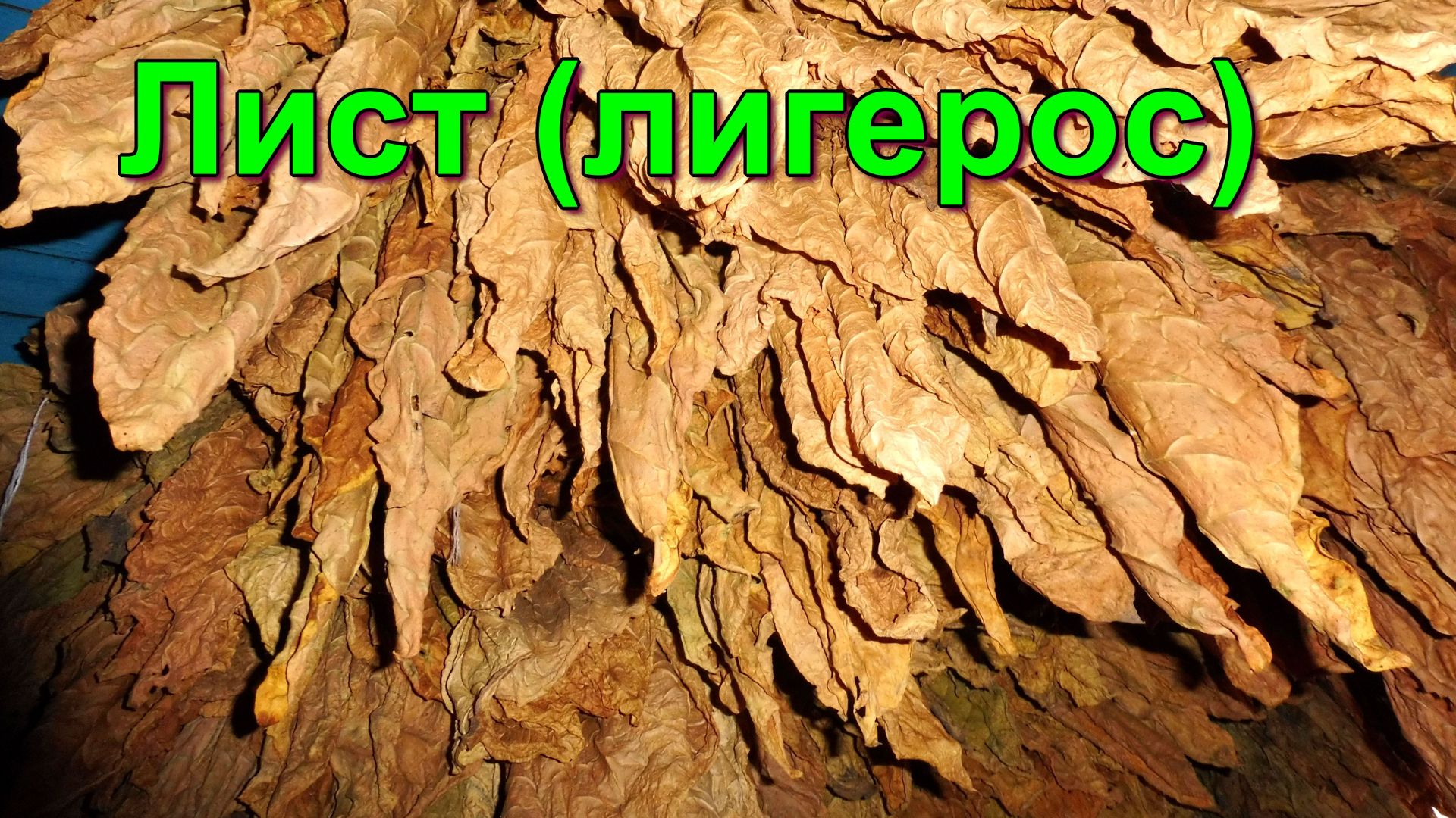 Что делать с верхним листом Табака.( лигерос)