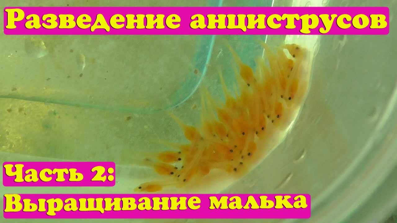 Сомы