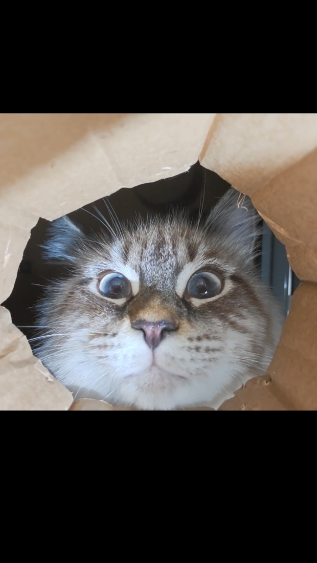 Котик Плюша