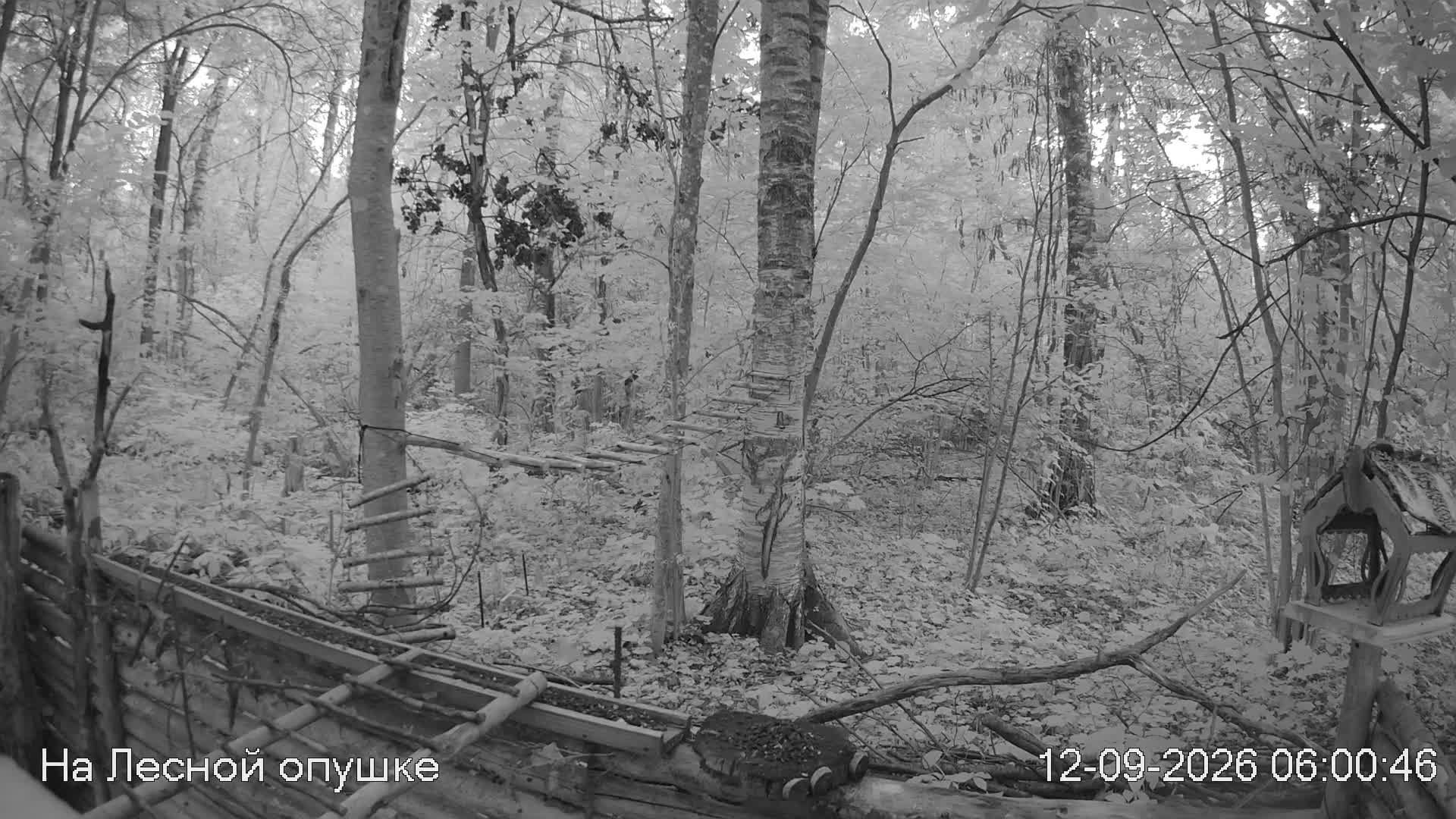 LIVE: На лесной опушке. Природа онлайн