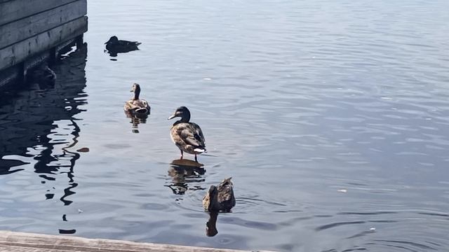 Водоплавающие утки