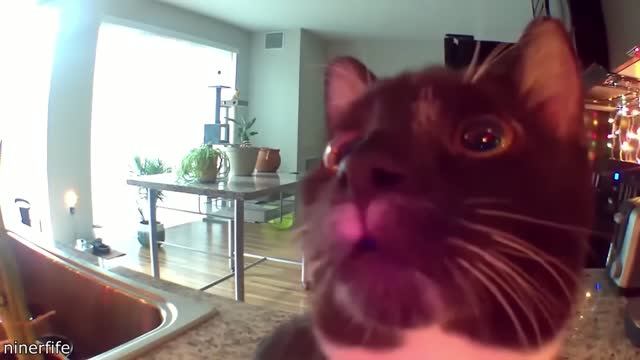 подборка видео с котиками