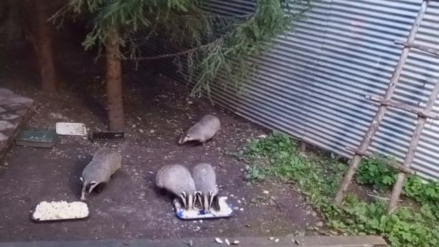 рубрика прошлых лет про зверят