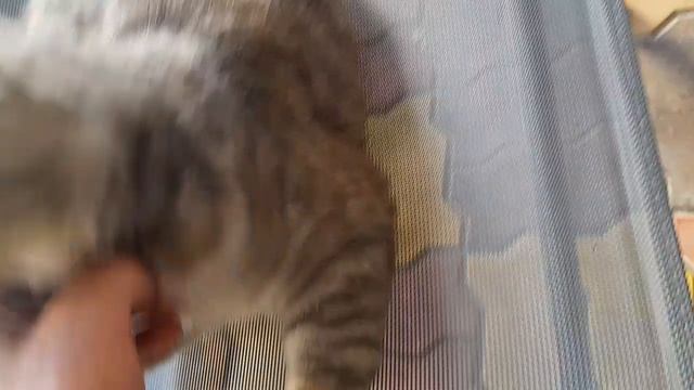 Котик охотник