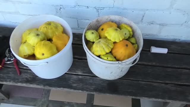 патиссоны