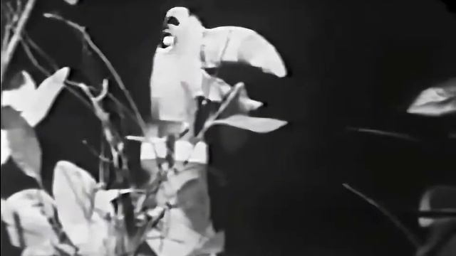 The Trashmen - Surfin' Bird (1963)