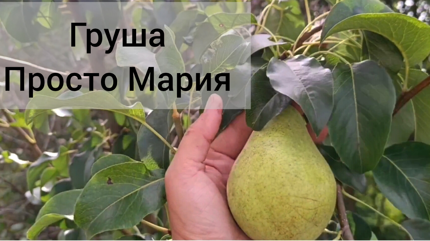 Первая груша. Дождалась 😁 сорт Просто Мария