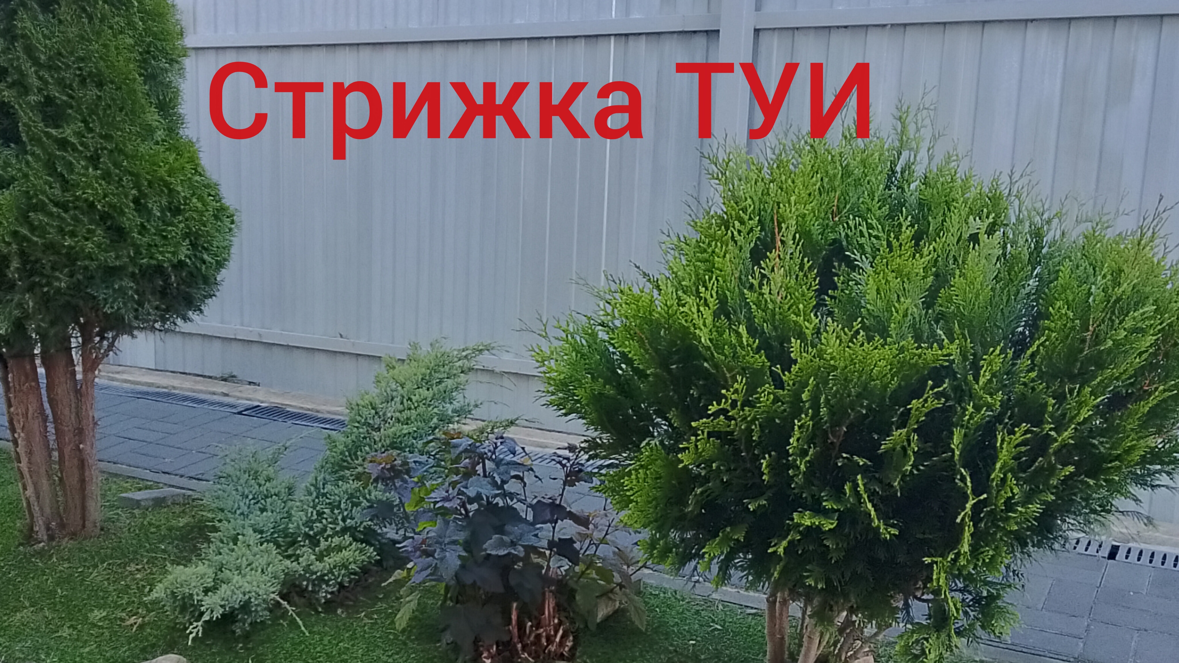 Стрижка хвойных и не только 🌲🌿🪻✂️