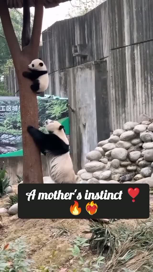 A Mother's Instinct ❣️🔥❤️🔥