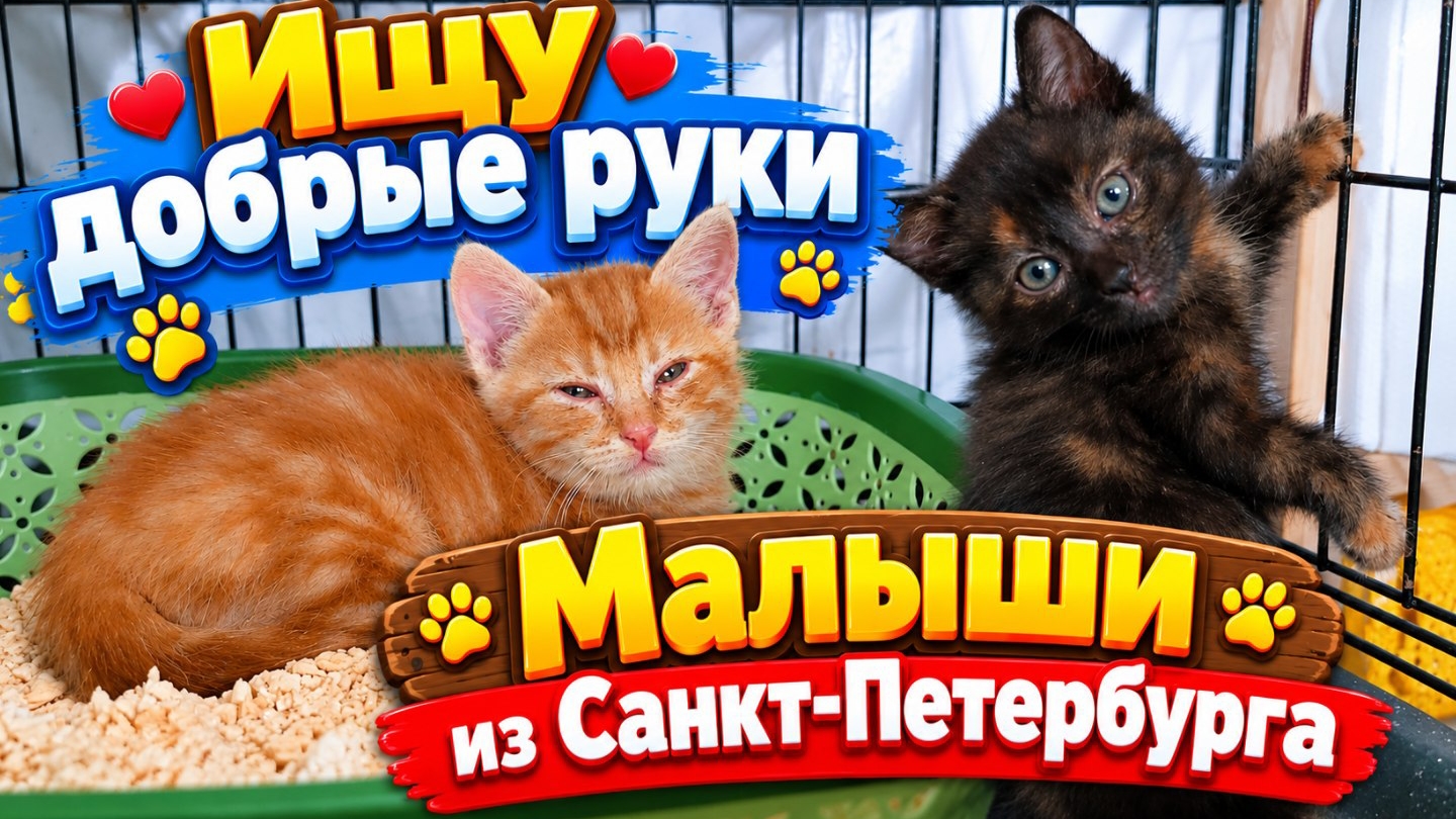 Ищу Добрые руки. Малыши из Санкт-Петербурга.