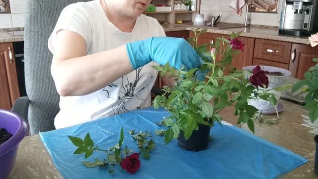 Обзор покупок, чехлы на стулья. Пересадила Розочки!