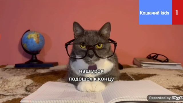 Открытие кошачий Kids 1, анонс котинет
