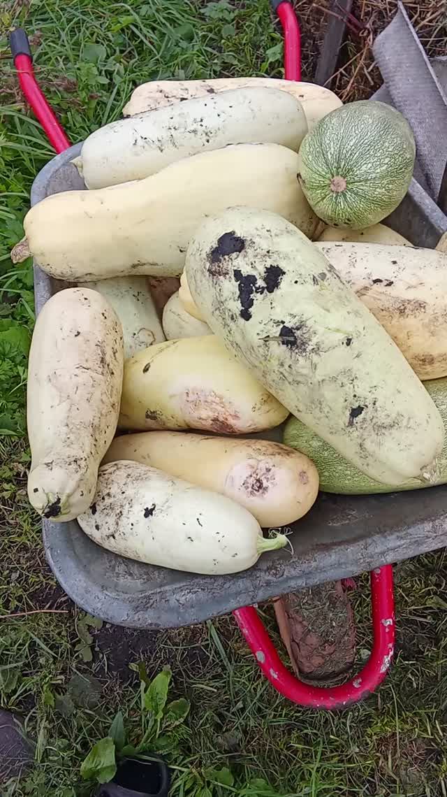 Сад огород