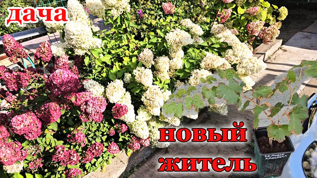 Дача.Сад огород
