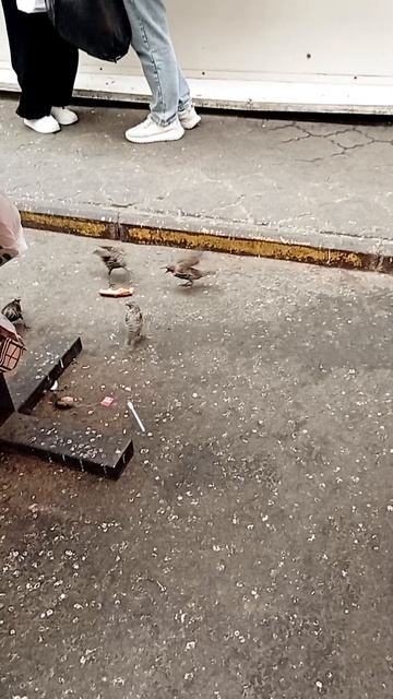 Скворцы обедают в кафе Москвы