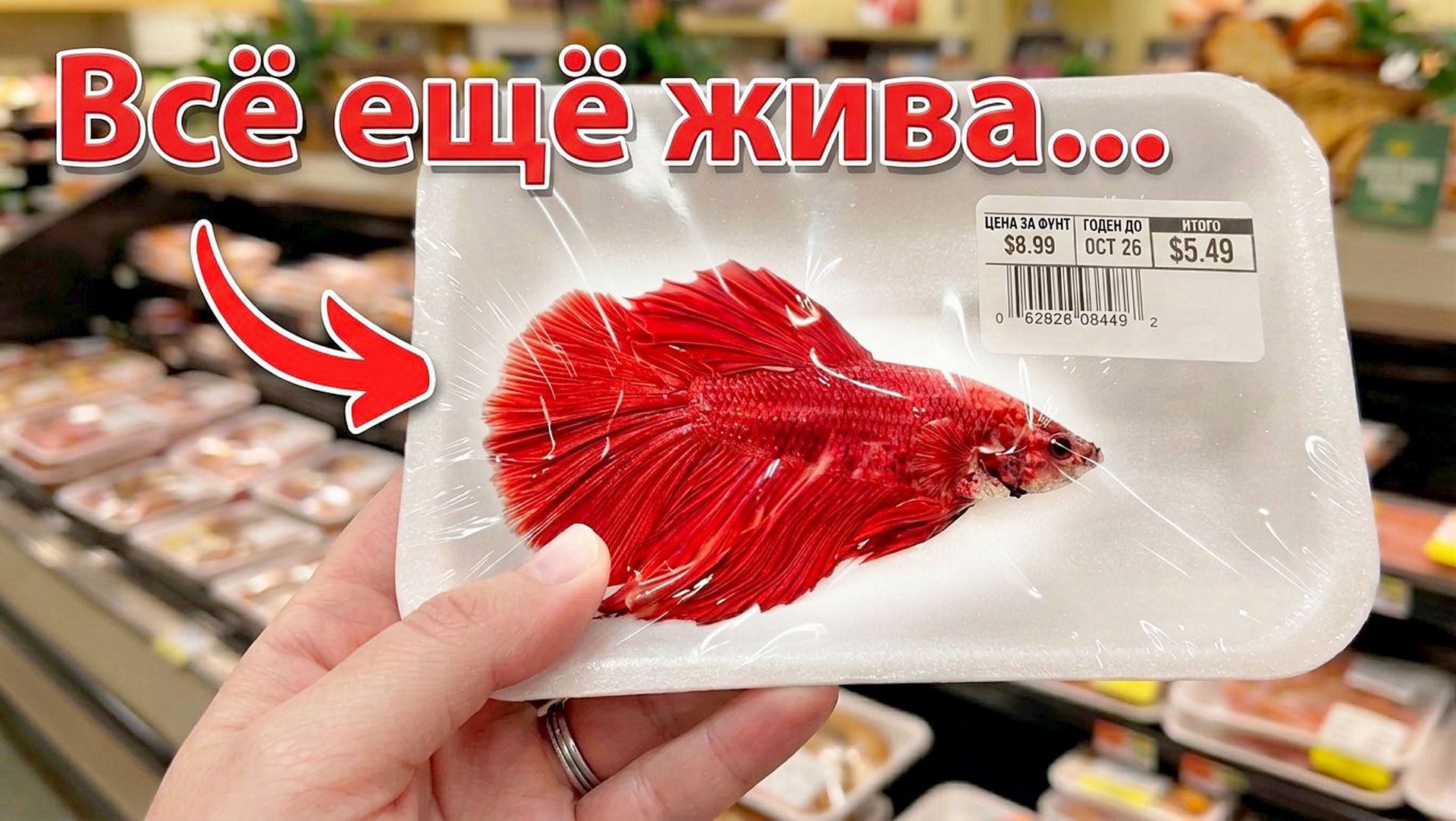 Спасение умирающей рыбки петушка из супермаркета из крошечной чашки до аквариума. История спасения