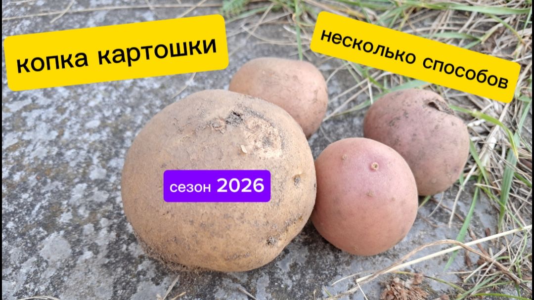 Уборка картофеля