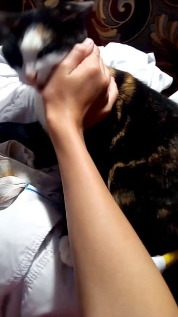 Про котиков