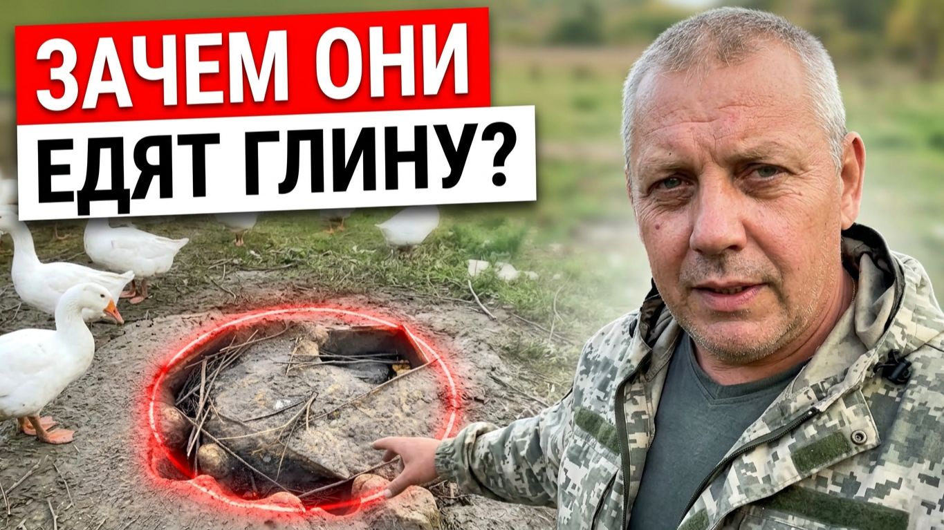 ВСЕ ПРО: КУР, УТОК, ГУСЕЙ, ИНДЮКОВ...
