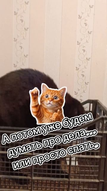 я главный