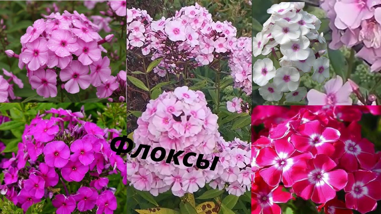 Флоксы — цветы, символизирующие гармонию, душевное тепло, крепкую дружбу и единство сердец.
