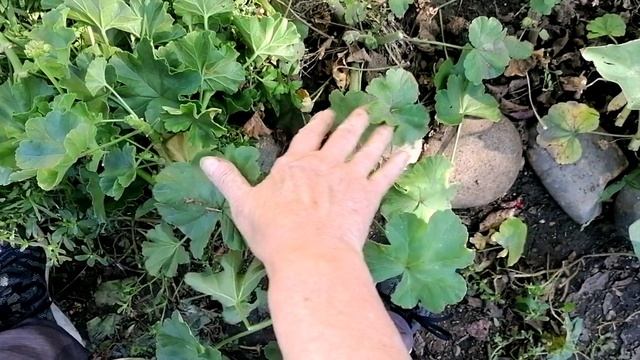 Делю и пересаживаю крупную ромашку и что на ужин💮