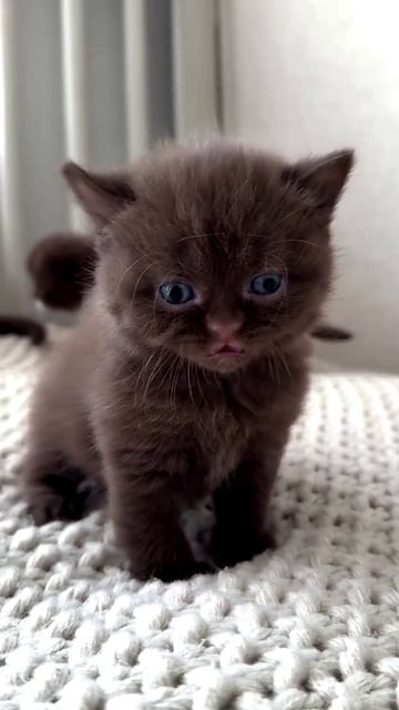 #КотикМяу Игра Для Android🔘🔵🔴 🅰🅽🅳🆁🅾🅸🅳🅿🅻🆄🆂👹 Котик Мяу