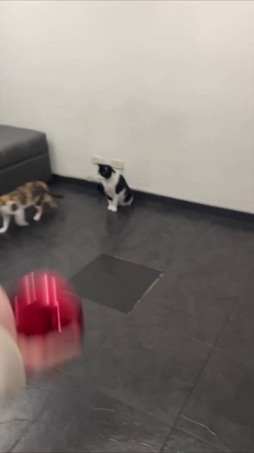 Смешные коты #125-5