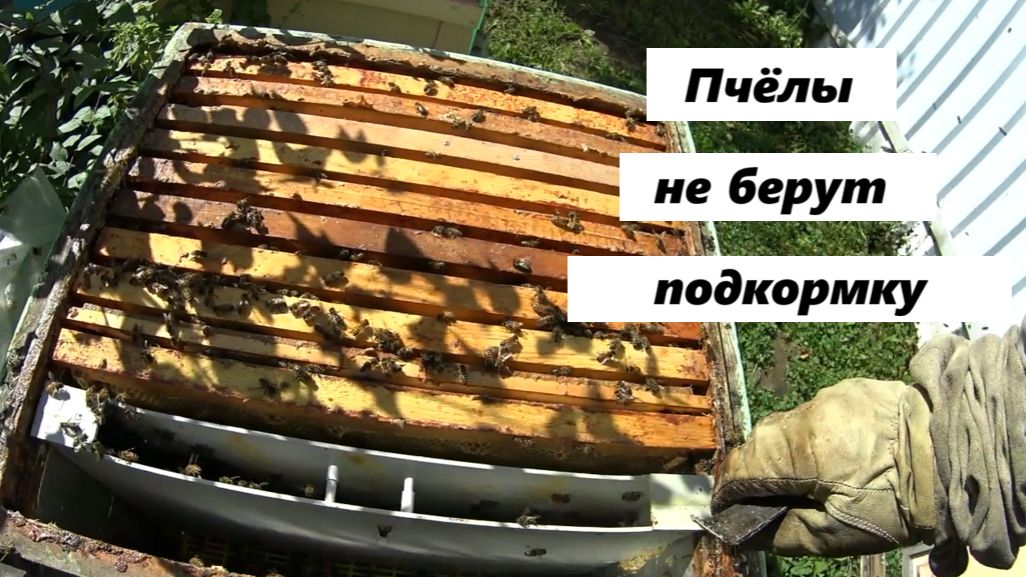Пчёлы не берут сироп