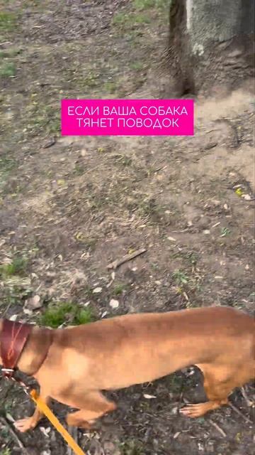Вы на какой стадии? (Урок прикреплен ) #кинолог #собака