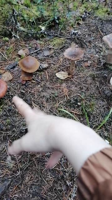 Поганки!