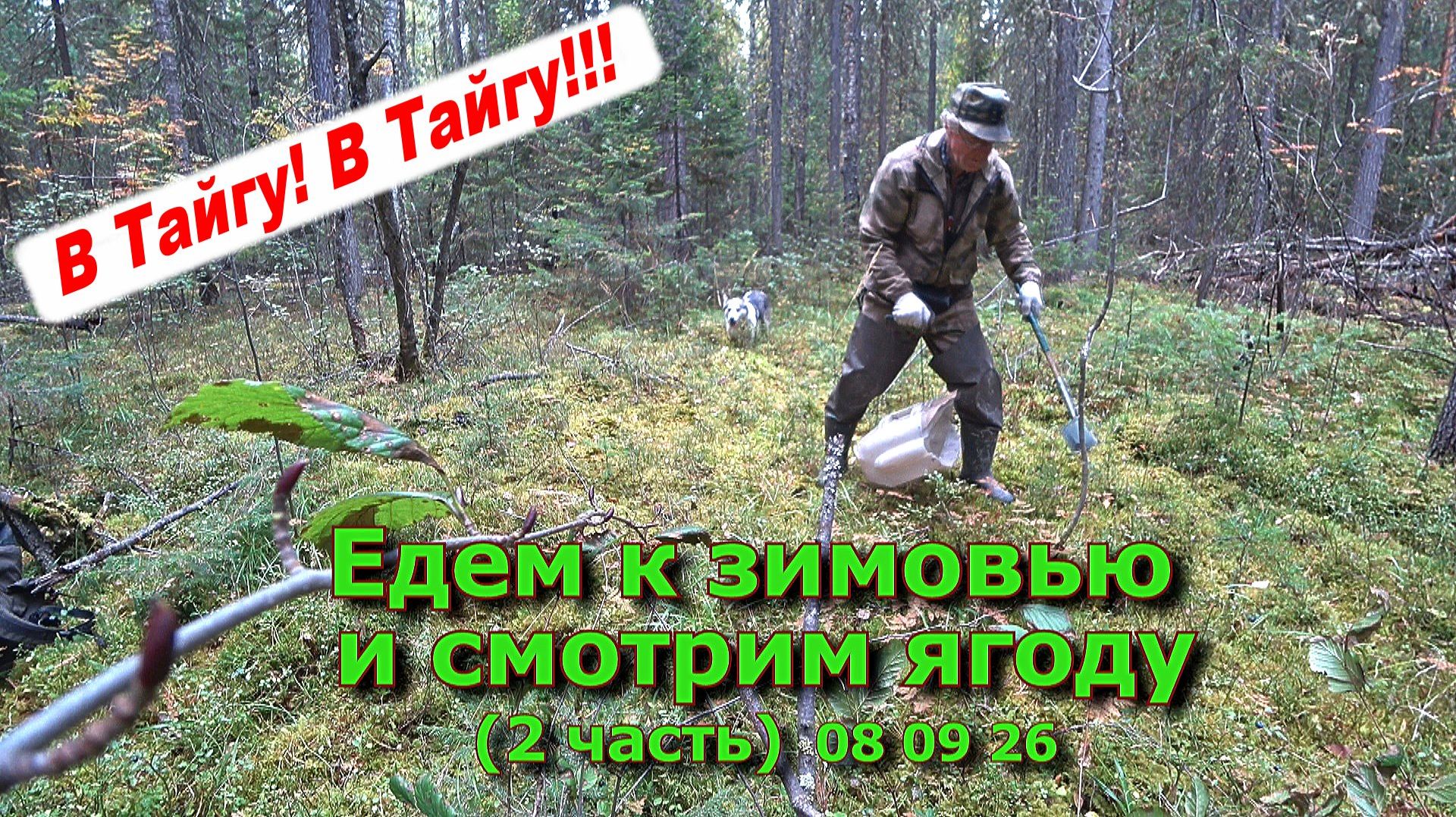 Едем к зимовью и смотрим ягоду (2 часть)  08 09 26