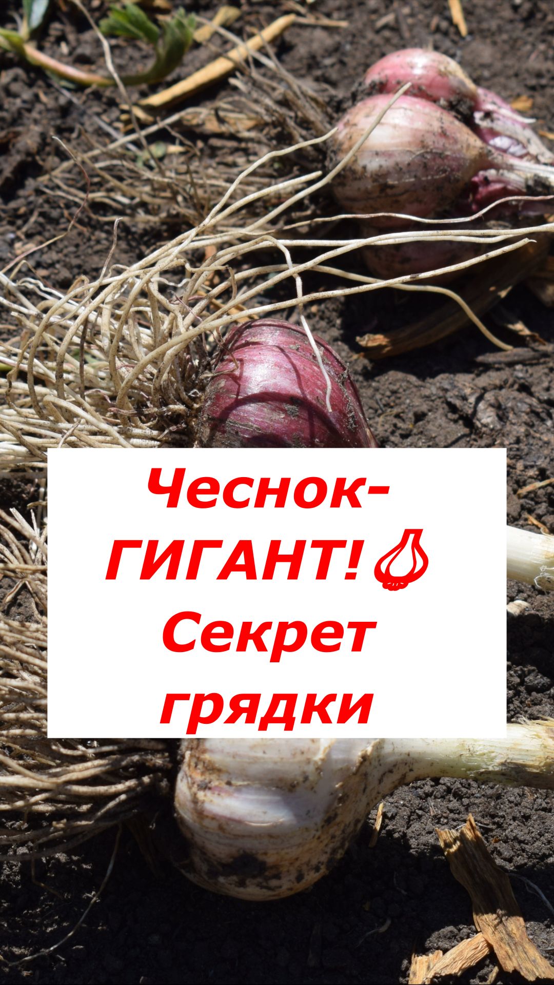 Новички совершают эту ошибку! Как правильно готовить грядку под зимний чеснок? 🔥