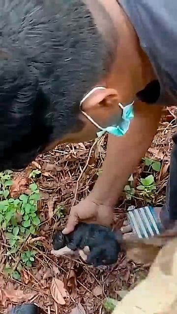 Dog And Puppies Buried Alive