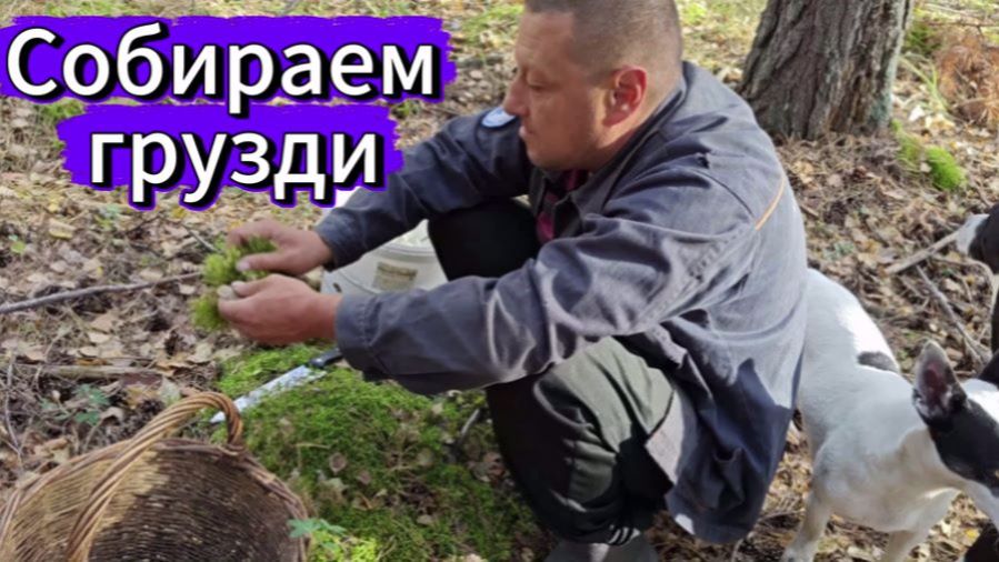 Жизнь в деревне.Поездка в лес .Собираем грузди .Тихая охота.