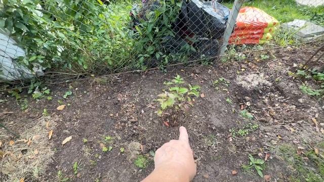 Будни жизни на даче. Как обрезаю и укрываю крупнолистную гортензию.