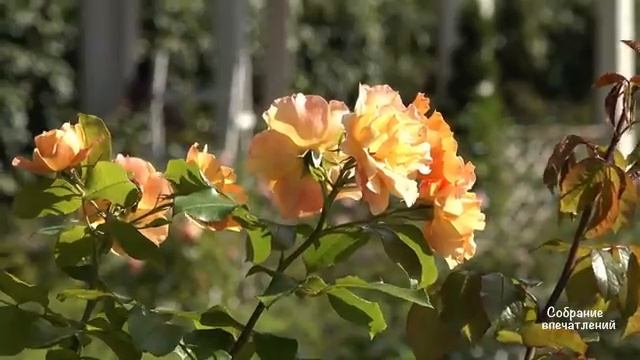 Оркестр Поля Мориа - Последний летний день