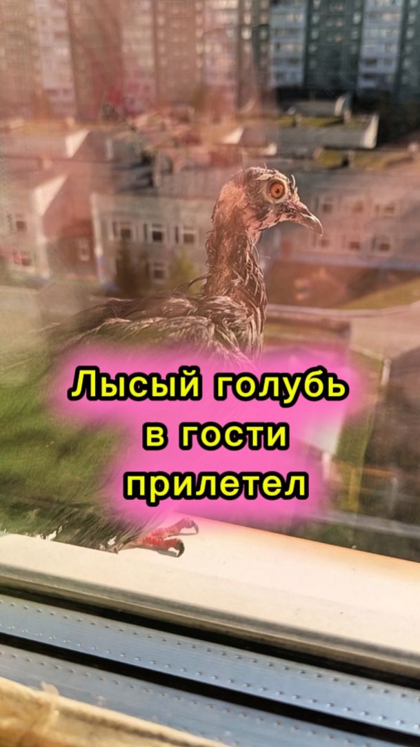 Природа Севера