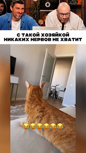 С такой хозяйкой никаких нервов не хватит 😹