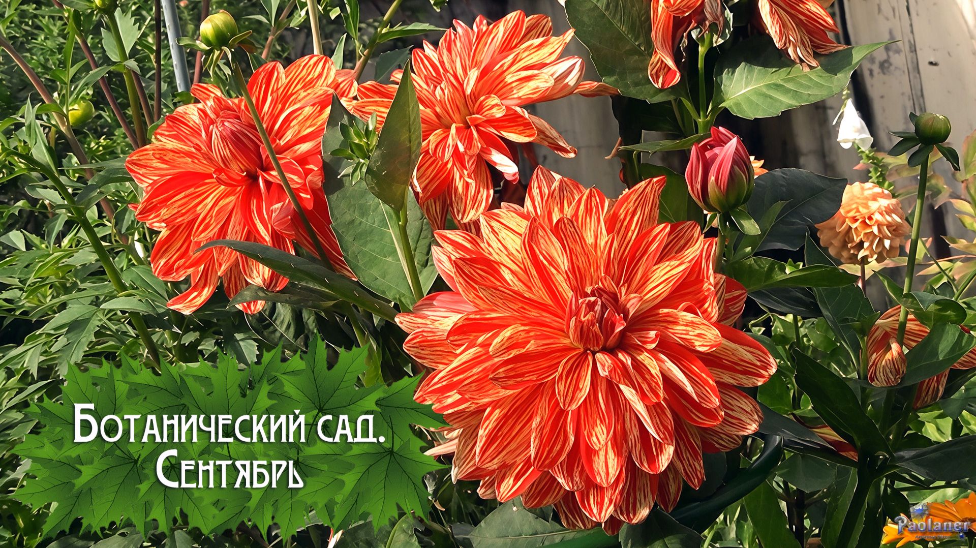 Ботанический сад