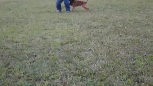 Дрессировка Малинуа!