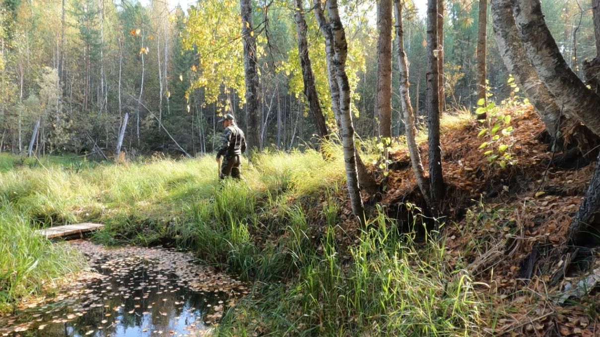Охота на медведя в тайге не за горами. Голодный зверь выходит на приваду. Обзор и подготовка.