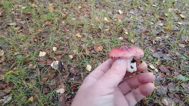 ГРИБНАЯ ПРОГУЛКА