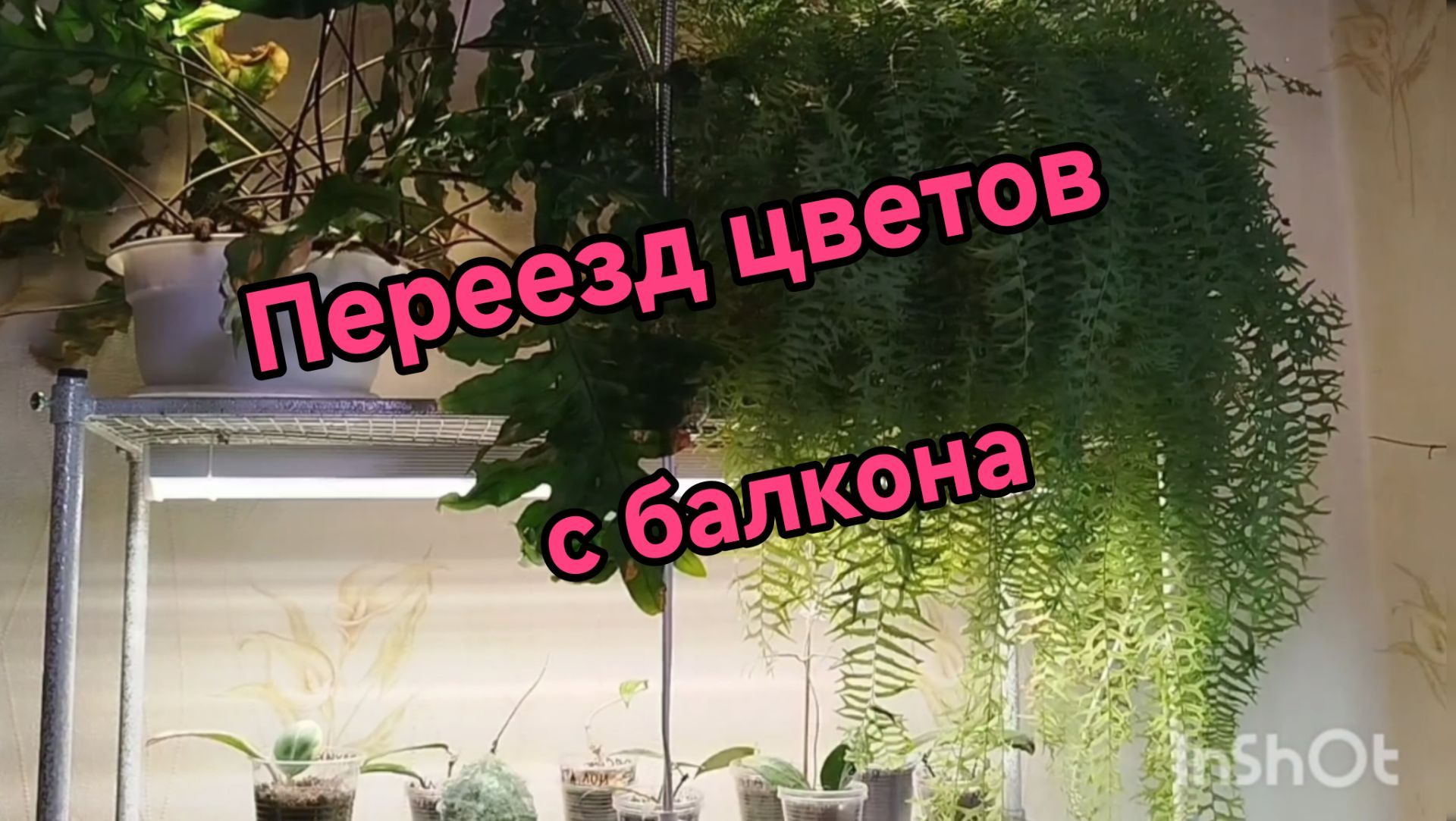 👌Размещение растений.🌿