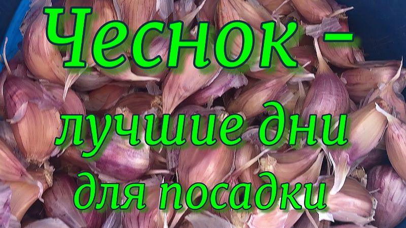 Лунный календарь