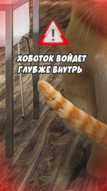 Кисы объясняют
