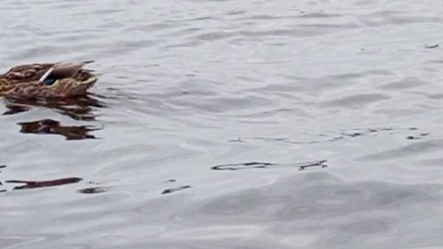 Водоплавающие утки