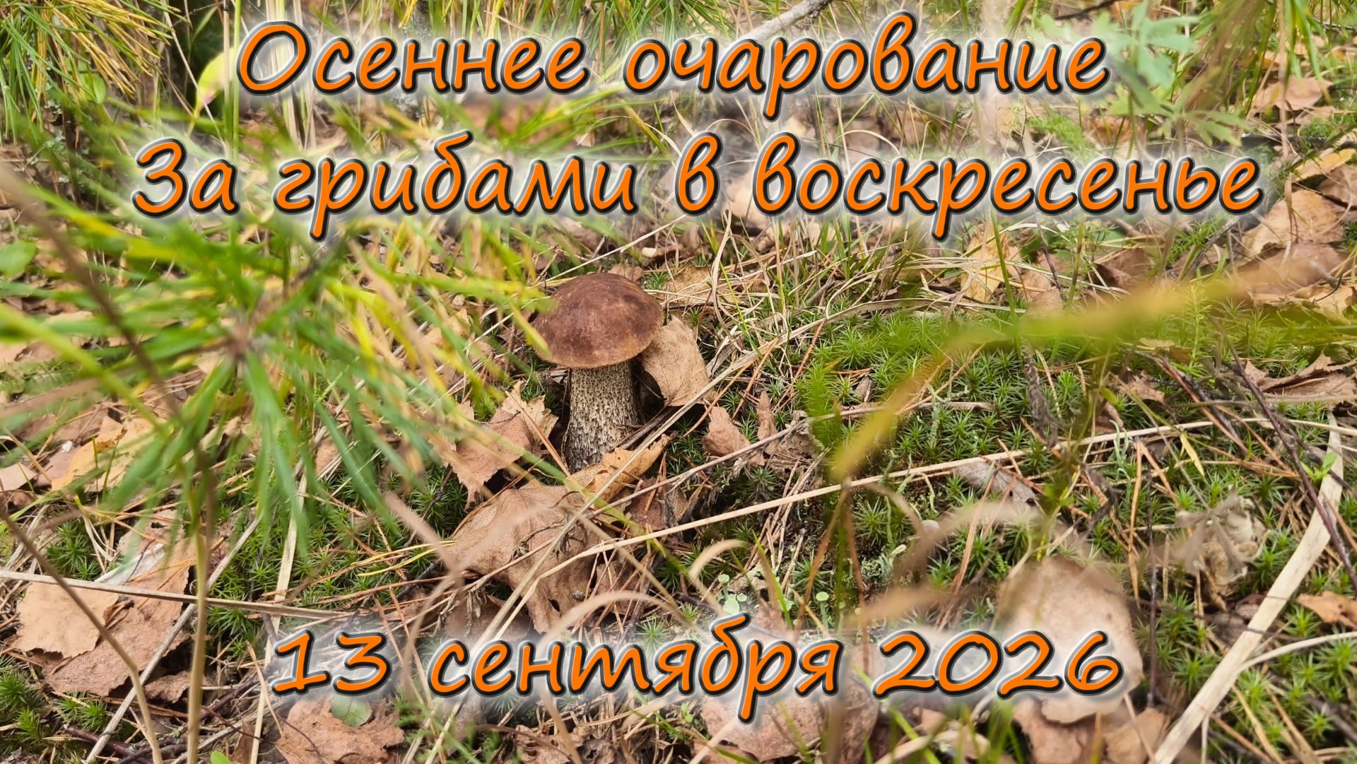 Грибы